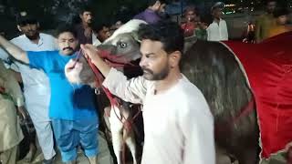 Bakra Mandi Adventure in Lahore  Viral  Sahiwal Bulls  Shapurknjra  Subhanallah  EidulAzha 2023 [upl. by Erlene]