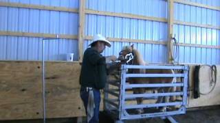 Miniature Horse Dentistry Lil Fred Scott Kohler EQDT Seven Valleys PA [upl. by Edras101]