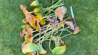 Fall Cut Back Hosta quotElegansquot 4K October 24 2024 [upl. by Rush]