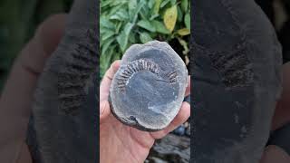 A complete Dactylioceras ammonite fossil in a limestone nodule awaiting preparation to reveal it [upl. by Lewert247]