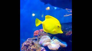 Pesce chirurgo giallo zebrasoma flavescens amazing reef aquarium video [upl. by Jill]