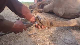 Cow Hoof Trimming Techniques Ensuring Cattle WellBeing [upl. by Camp]