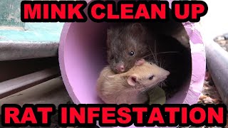 Poison Free Rat Control with Mink [upl. by Burger865]