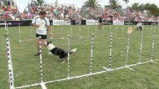 30 Weave Dog Event  2013 Purina® Incredible Dog Challenge® St Petersburg [upl. by Nasho]