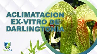 Acclimacion Exvitro de Darlingtonia Californica [upl. by Atilrac357]