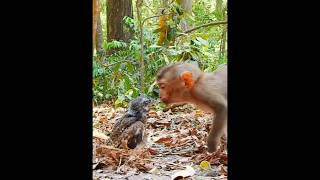 Monkey amp birds funny interactions funnycomedy monkeyvideos  monkeyplayingwildlife adventure [upl. by Hathcock853]