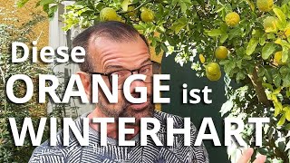 Diese ORANGE ist WINTERHART [upl. by Alekim]