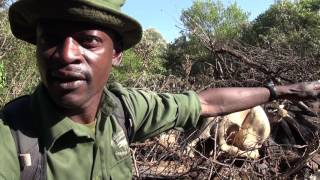 Gallmann Mukutan Conservancy Anti Poaching Rangers in Kenya [upl. by Lib887]