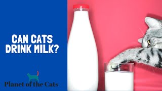 Can Cats Drink Milk [upl. by Schwab]