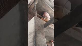 piggery farm Total 60 nag wight 70 kg Location landlord piggery farm ambala cantt haryana [upl. by Sirrep708]