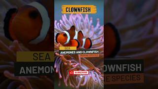 Sea Anemone and Clownfish [upl. by Enineg]