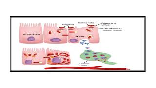 Salmonellosis Video No 347 [upl. by Becky]