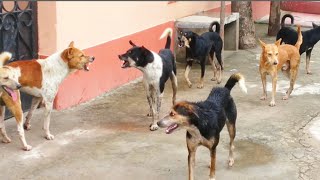 STREET DOG FIGHT  DOG FIGHT VIDEO 🐕DOGS BARKING STUDY THE NATURE OF DOGS IN RAINY SEASON [upl. by Aramois560]