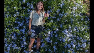 Plumbago auriculata  it gets HOW big  How to Grow Cape Leadwort [upl. by Aneert]