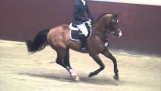 Quaid IContendro I approved stallion  2011 [upl. by Kcirrek595]