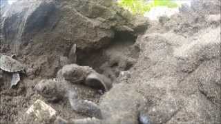 Green Turtle Hatchlings [upl. by Etta]