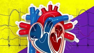 The Cardiac Cycle is SO EASY Stop Making it Hard [upl. by Kauffman306]