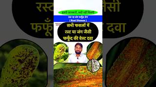 फसलों में रतुआ यानी रस्ट का खात्मा  Stem Leaf Stripe Rust Disease  bhartiyakisan shorts rust [upl. by Tella]