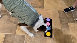 Acools Dog Buttons for Communication Amazon Review [upl. by Byrne]