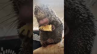 PrehensileTailed Porcupine Munches Corn [upl. by Aimar218]