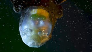 Barreleye Fish with seethrough skull [upl. by Ahsiloc]