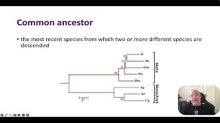 Molecular phylogeny Cladistics [upl. by Lidaa]