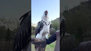 Vulture swallows big bone whole 😳🤯  🎥 Viralhog [upl. by Alorac876]