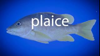 How to pronounce plaice [upl. by Eirbua628]