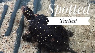 Spotted Turtles with Dan from Dan’s Turtle Room [upl. by Attesor]