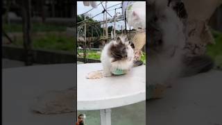 Prank with cat cat cute pets cutecat [upl. by Camella232]