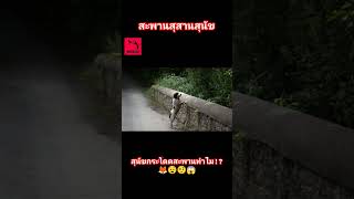 สะพานสุสานสุนัข Overtoun Bridge shortsshorthistoryshortvideoสาระเรื่องแปลกanimalsmysterious [upl. by Craddock]