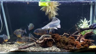 Piranhas vs Freshwater Ir Shark LIVE Feeding Frenzy [upl. by Nibur]