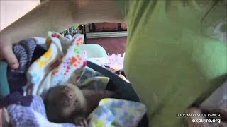 Baby sloth Grover is fed Nazareth says goodnight  032324  SlothTV via exploreorg [upl. by Radke]