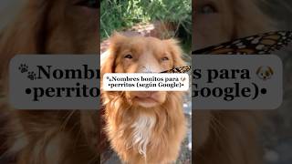 Nombres bonitos para perritos 🐶 hembrasdog [upl. by Anyala]