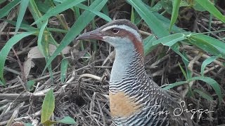 Buff Banded Rail Gallirallus philippensis Australian Bird Media [upl. by Epner]