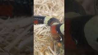 Meet Gus… the Pueblan milk snake [upl. by Heidie]