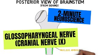 2Minute Neuroscience Glossopharyngeal Nerve Cranial Nerve IX [upl. by Auoz545]