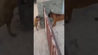 Dogs bark through gate but quickly back down when it opens [upl. by Etem]