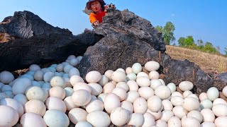 wow wow pick a lot of duck eggs under tree stump in the dry field near village by hand [upl. by Oriel]