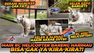 HARIMAU BISA MAEN RC HELIKOPTER  GEMES BANGET LIAT REAKSI SELEN LIAT HELIKOPTER SAMPE BENGONG [upl. by Iddet842]