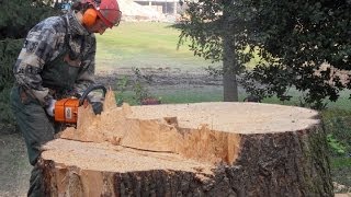 Abbattimento grosso albero Cut down big tree with tirfort and dynamometer [upl. by Tildi]