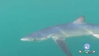 Le Meraviglie del mare Squalo Verdesca che Mangia  Delfini sotto la Barca  Tartaruga rilasciata [upl. by Frazier]