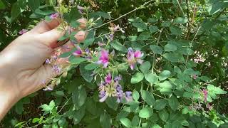 Lespedeza bicolor bush clover [upl. by Ynnej]