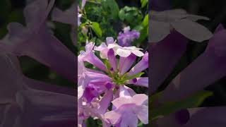 Garlic vine flowers looking so pretty dreamgarden shorts [upl. by Bevus]