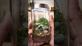 Misting a new terrarium and adding springtails [upl. by Marketa229]