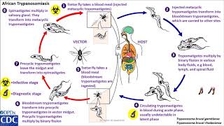 Trypanosomaiasis African life cycle [upl. by Sinnelg]