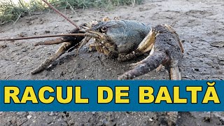 Racul de balta  Astacus leptodactylus [upl. by Schlesinger]