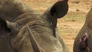 Redbilled Oxpecker eats the earwax of a rhinoceros [upl. by Nesyt]