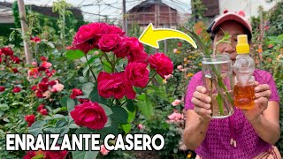 ENRAIZA cualquier PLANTA con este FÁCIL ENRAIZANTE CASERO Romero Rosales Árboles con MIEL [upl. by Billat]