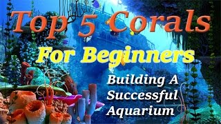 Top 5 Corals For Beginners [upl. by Attennaj]